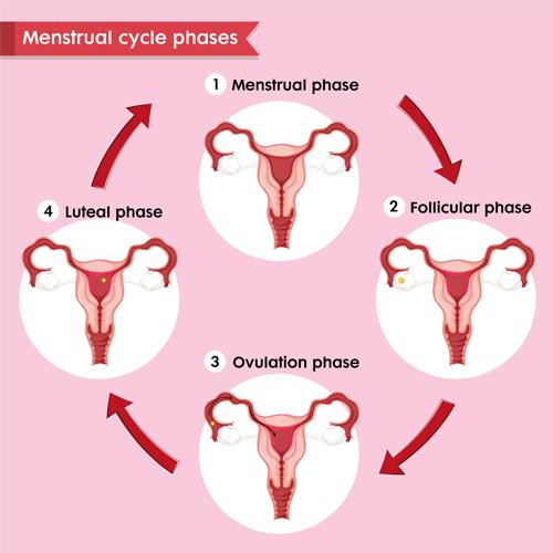 menstrual-phase- cyklicznosc -faze cyklu